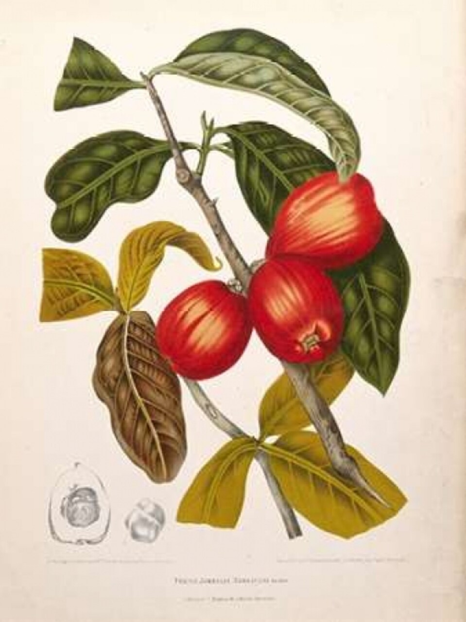 Rose Apple fruiting Poster Print by Madame Van Nooten - Item # VARPDXBVN32